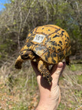 Libyan Greek Tortoise Adult Female #189 (Testudo g. cyrenaica)