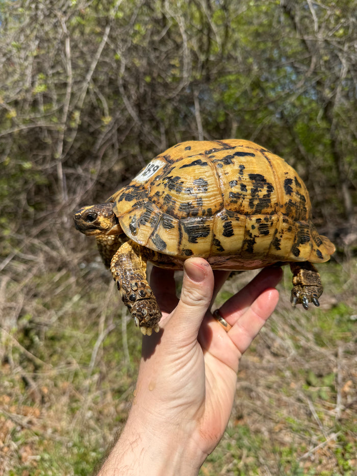 Libyan Greek Tortoise Adult Female #189 (Testudo g. cyrenaica)