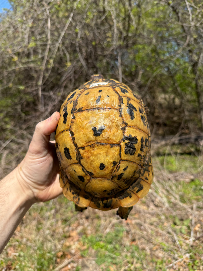 Libyan Greek Tortoise Adult Female #189 (Testudo g. cyrenaica)
