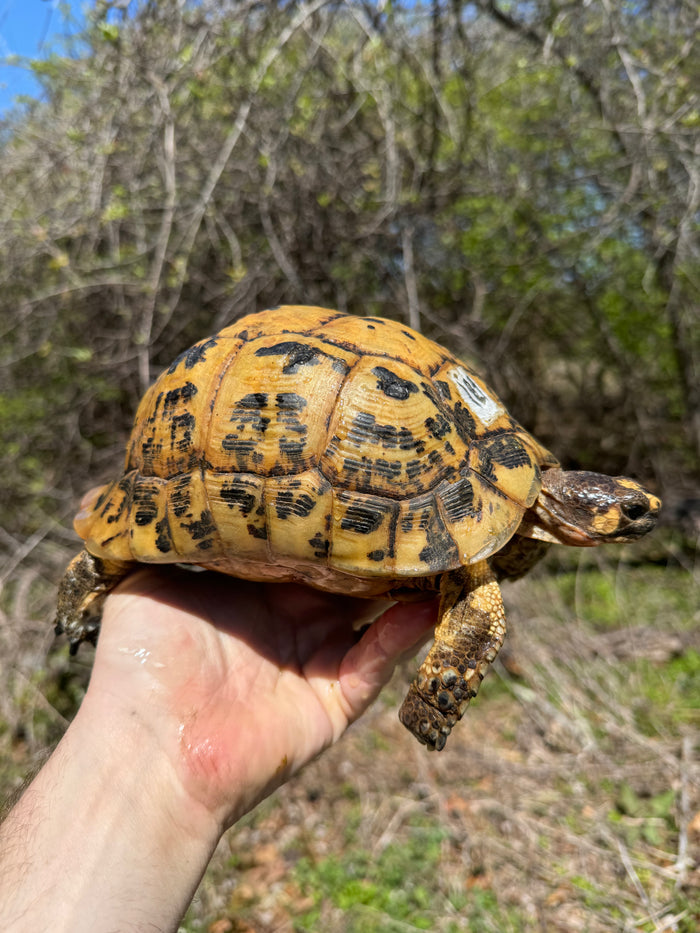 Libyan Greek Tortoise Adult Female #189 (Testudo g. cyrenaica)