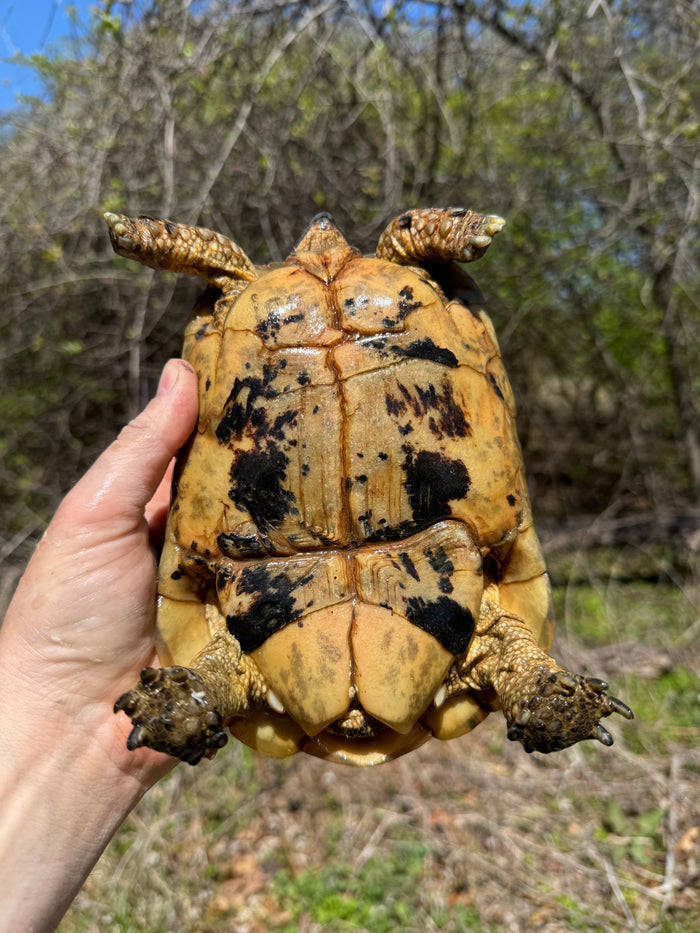 Libyan Greek Tortoise Adult Female #189 (Testudo g. cyrenaica)