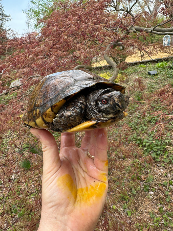 Gulf Coast Box Turtle Adult Male #3 (Terrapene major)