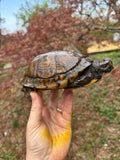 Gulf Coast Box Turtle Adult Male #3 (Terrapene major)