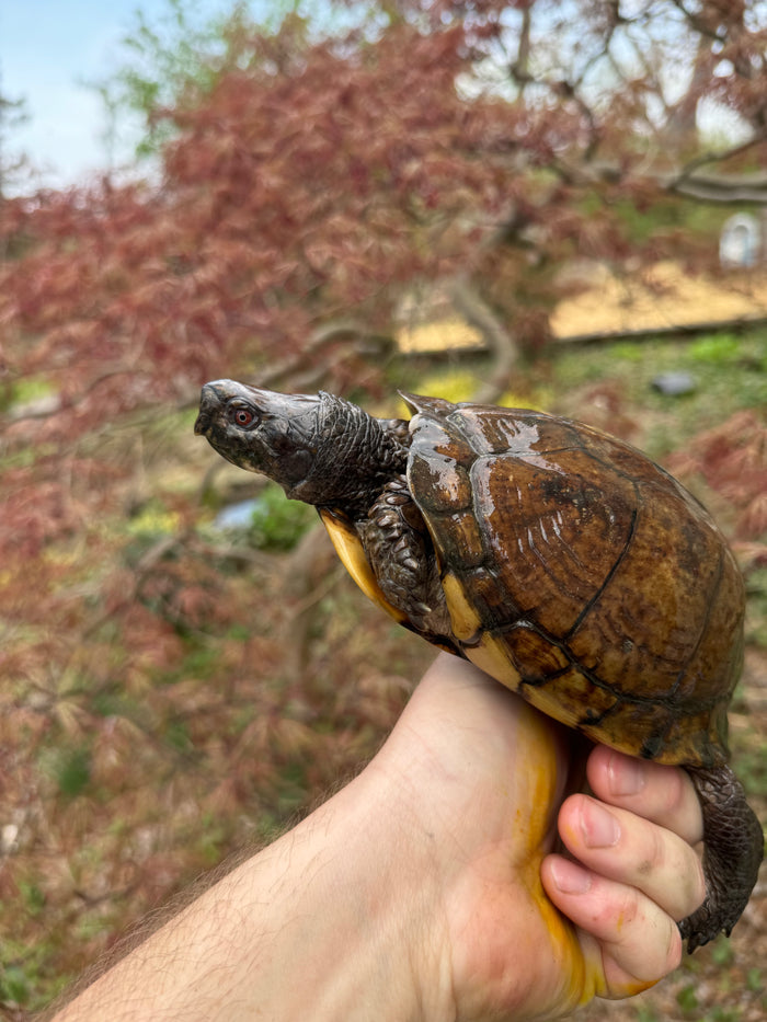Gulf Coast Box Turtle Adult Male #3 (Terrapene major)