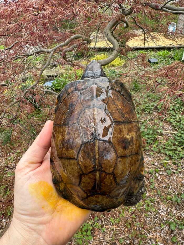 Gulf Coast Box Turtle Adult Male #3 (Terrapene major)