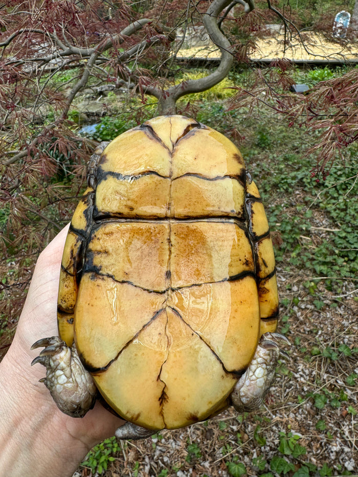 Gulf Coast Box Turtle Adult Male #3 (Terrapene major)