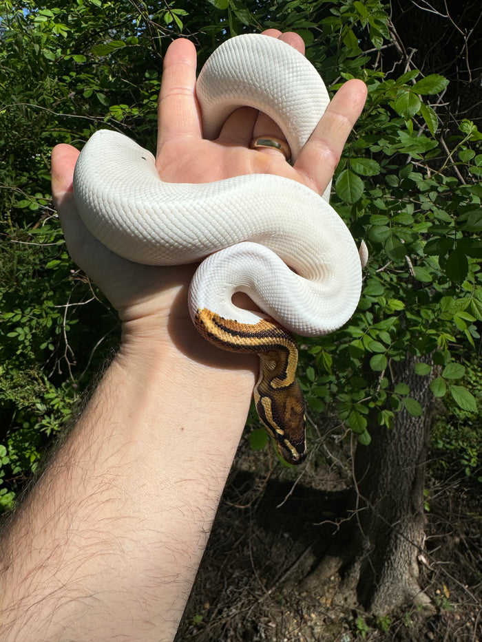 Hi White Pied Yellow Belly Ball Python Adult Female #2 (Python regius)