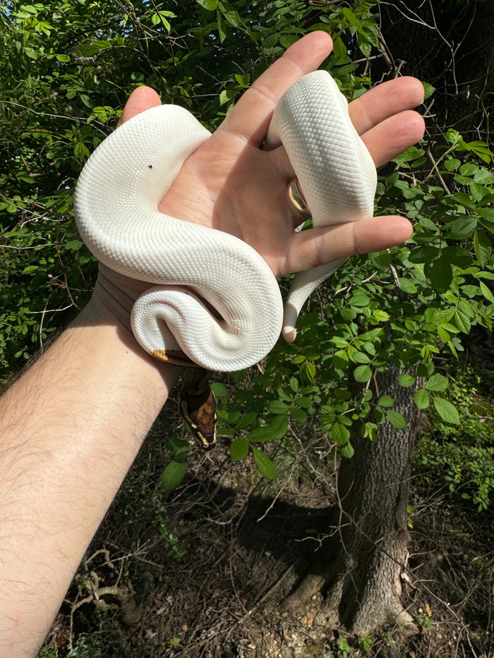 Hi White Pied Yellow Belly Ball Python Adult Female #2 (Python regius)