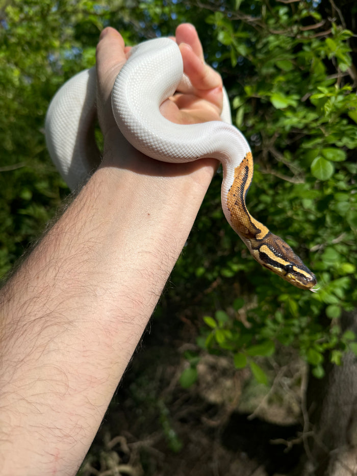 Hi White Pied Yellow Belly Ball Python Adult Female #2 (Python regius)