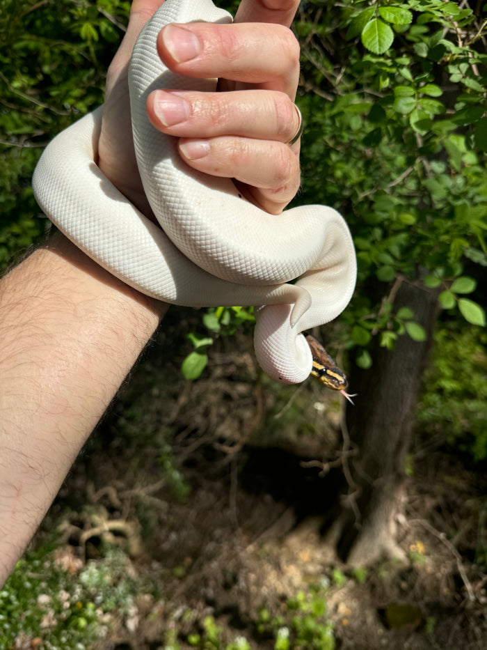Hi White Pied Yellow Belly Ball Python Adult Female #2 (Python regius)