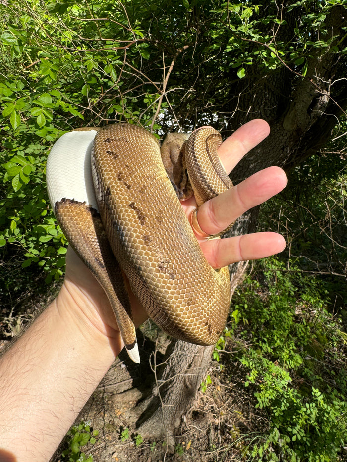 Hi White Pied Pinstripe Ball Python Adult Female #1 (Python regius)