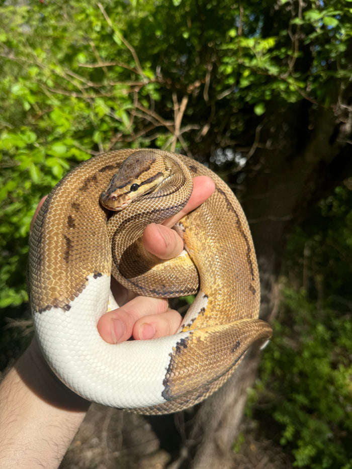 Hi White Pied Pinstripe Ball Python Adult Female #1 (Python regius)