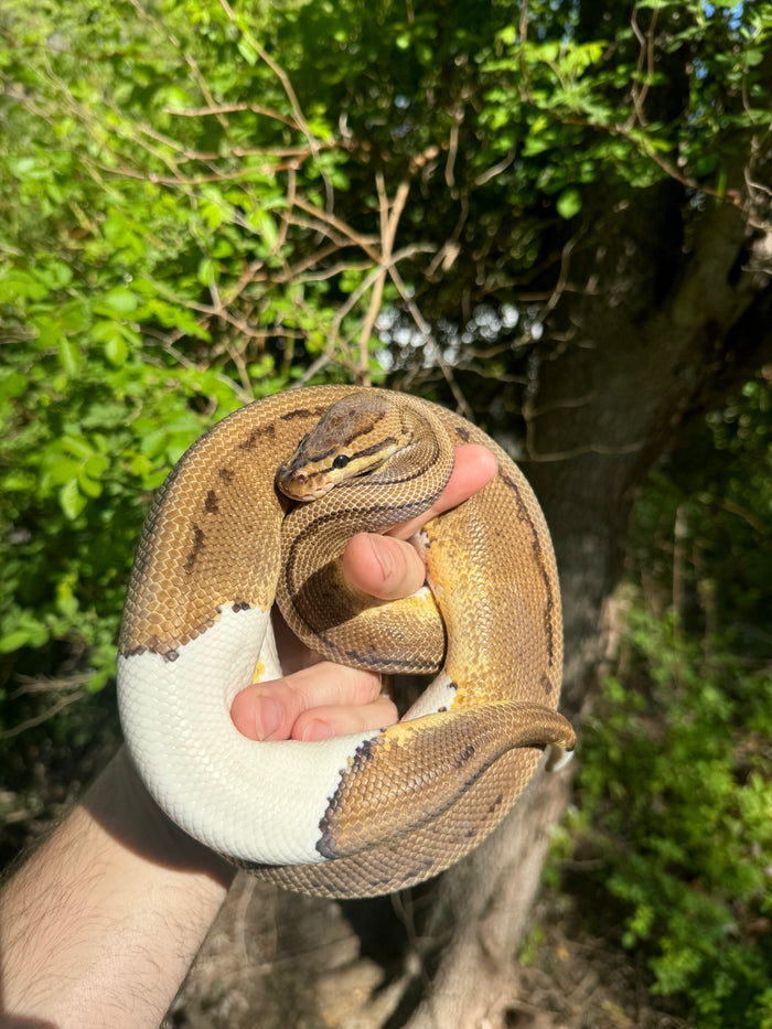 Hi White Pied Pinstripe Ball Python Adult Female #1 (Python regius)