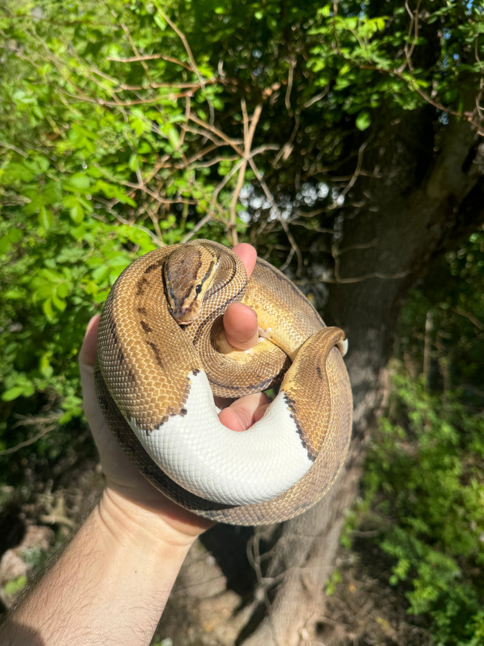 Hi White Pied Pinstripe Ball Python Adult Female #1 (Python regius)