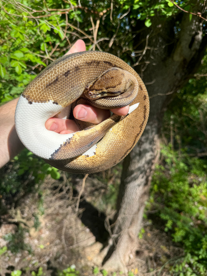 Hi White Pied Pinstripe Ball Python Adult Female #1 (Python regius)