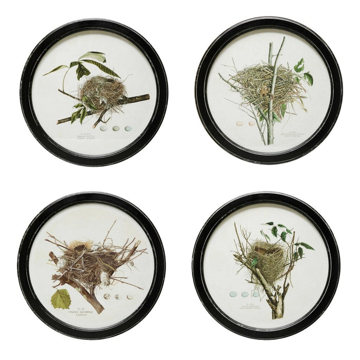 Framed Wall Decor with Nest Print, Kingbird
