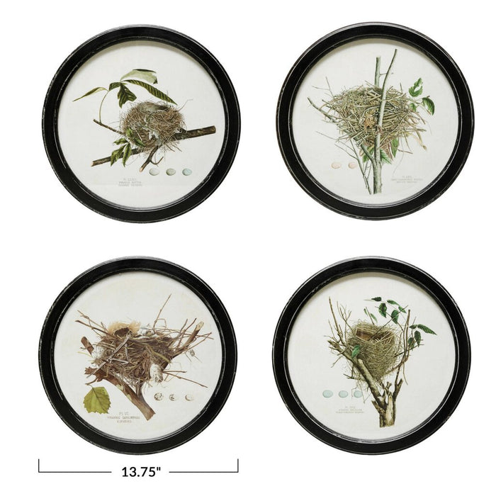 Framed Wall Decor with Nest Print, Kingbird