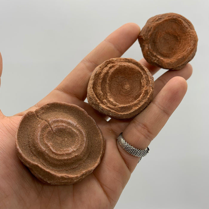 1x Stromatolite!