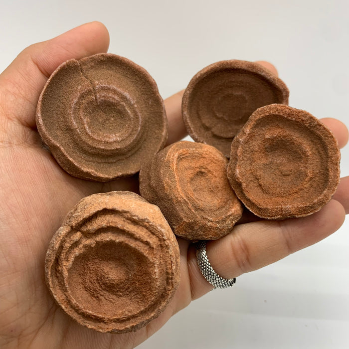 1x Stromatolite!