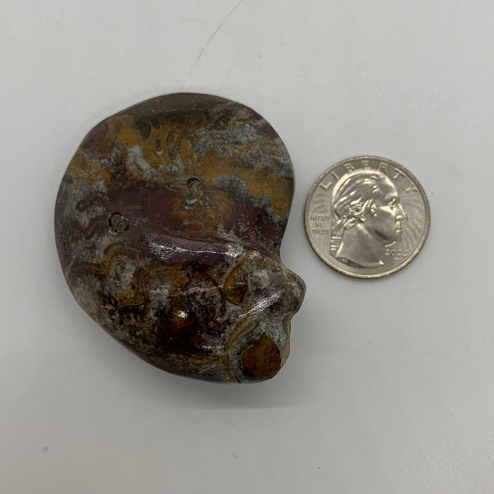 Ammonite Fossil