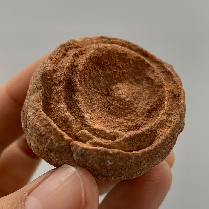 1x Stromatolite!