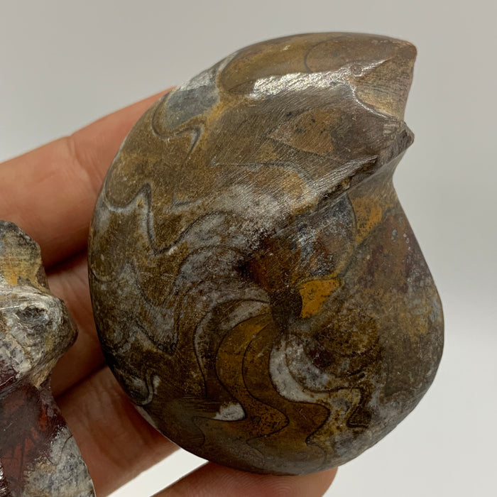 Ammonite Fossil