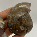 Ammonite Fossil