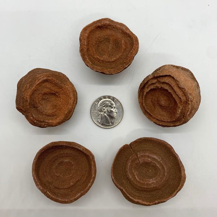 1x Stromatolite!