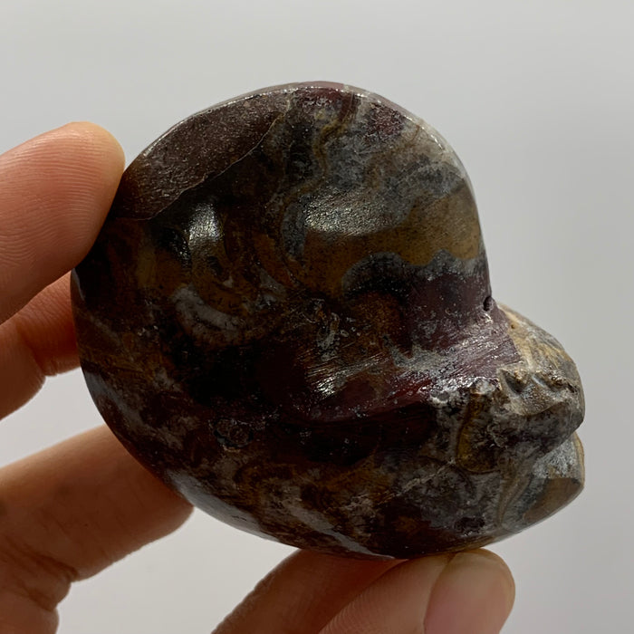 Ammonite Fossil