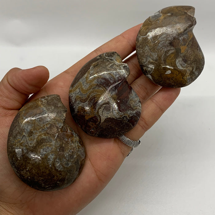 Ammonite Fossil